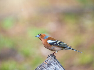 Common chaffinch, Fringilla coelebs, sits on a tree. Common chaffinch in wildlife.