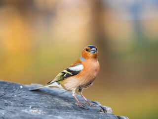 Common chaffinch, Fringilla coelebs, sits on a tree. Common chaffinch in wildlife.