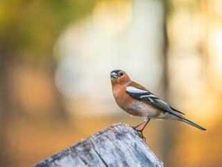 Common chaffinch, Fringilla coelebs, sits on a tree. Common chaffinch in wildlife.