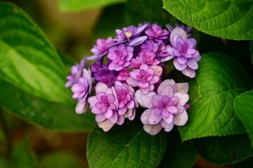 一輪の紫のアジサイのアップ