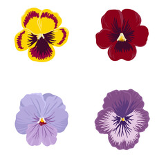 Pansy, vector drawing flowers at white background, hand drawn botanical illustration