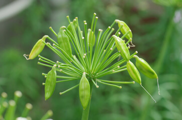 アガパンサスの実