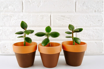 Seedlings of the Crassula Crassula Blue whale money tree in clay brown pots against a white brick wall.. Houseplant