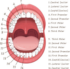 永久歯・歯・歯の名称・Teeth・permanent teeth Chart・イラスト・illustration © 川本まる