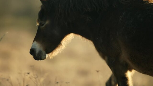 Closeup sunlit wild exmoor pony horse walking around meadow on the middle of pasture area in late autumn nature habitat in Milovice, Czech republic. Protected animals considered as horse ancestor