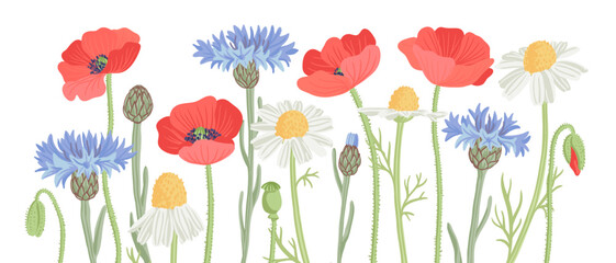 red poppy, white daisy and blue cornflower, field flowers, vector drawing wild plants at white background, floral elements, hand drawn botanical illustration