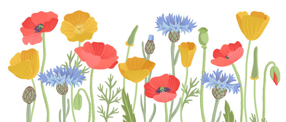 red poppy, golden Eschscholzia and blue cornflower field flowers, vector drawing wild plants at white background, hand drawn botanical illustration
