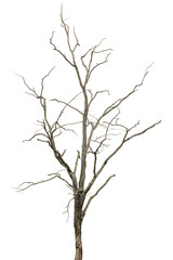 Obraz premium dead tree dry trees in thailand isolated on a transparent background.