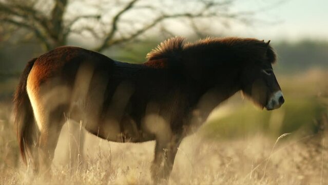 Sunlit wild exmoor pony horse have rest standing and yawning in the middle of pasture in late autumn nature habitat in Milovice, Czech republic. Protected animals considered as horse ancestor