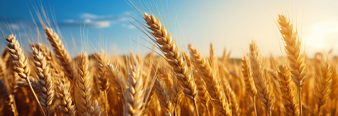 Fototapeta premium Wheat field. Ears of golden wheat close up. Beautiful Rural Scenery under Shining Sunlight and blue sky. Background of ripening ears of meadow wheat field Free space for text