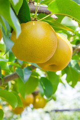 果樹園に実った梨の果実 鳥取県 赤梨