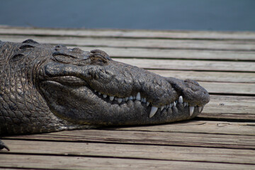 Cocodrilo durmiendo
