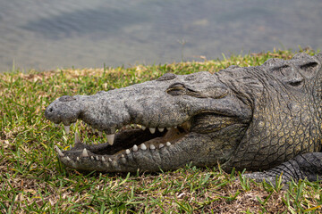 Obraz premium Cocodrilo