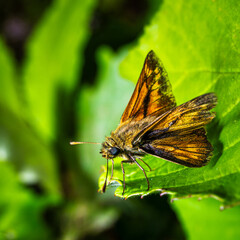 A macro of a thick-headed butterfly