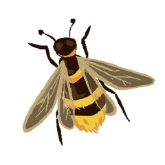 bee isolated png