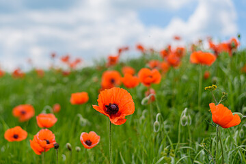 Flowers Red poppies bloom on a wild field. Beautiful field red poppies with selective focus.