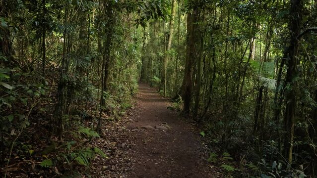 Handheld Footage along the Dave's Creek Circuit walk in Lamington National Park, Gold Coast Hinterland, Australia.