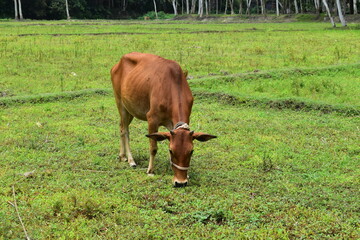 cows in the field