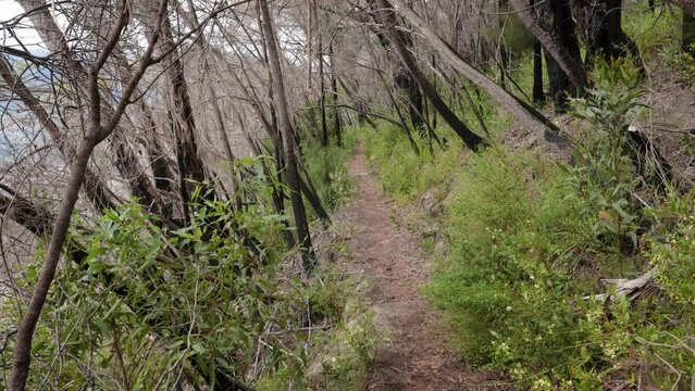 Handheld Footage of burnt trees along the Dave's Creek Circuit walk in Lamington National Park, Gold Coast Hinterland, Australia.