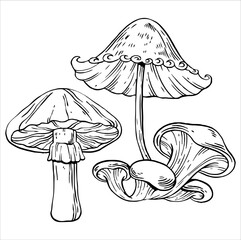 mushrooms grow on the stump and around next to wild flowers. Vector coloring page for adult. Fantasy mushroom with grass and decorative pattern on white isolated background. Good for coloring book. 93