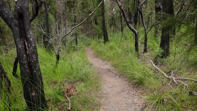 Handheld Footage along the Dave's Creek Circuit walk in Lamington National Park, Gold Coast Hinterland, Australia.