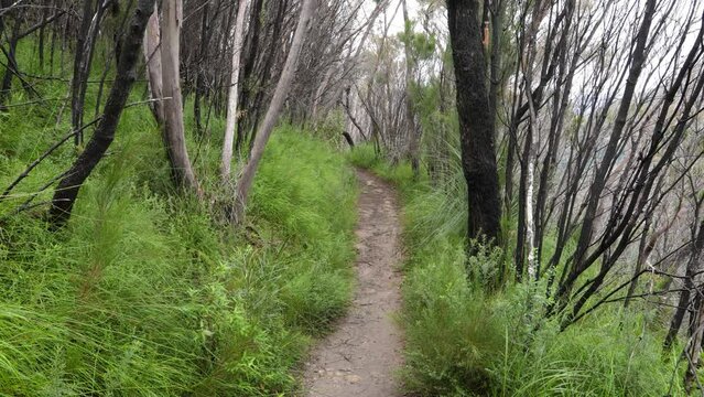 Handheld Footage along the Dave's Creek Circuit walk in Lamington National Park, Gold Coast Hinterland, Australia.