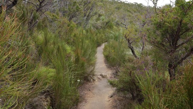 Handheld Footage along the open section of the Dave's Creek Circuit walk in Lamington National Park, Gold Coast Hinterland, Australia.