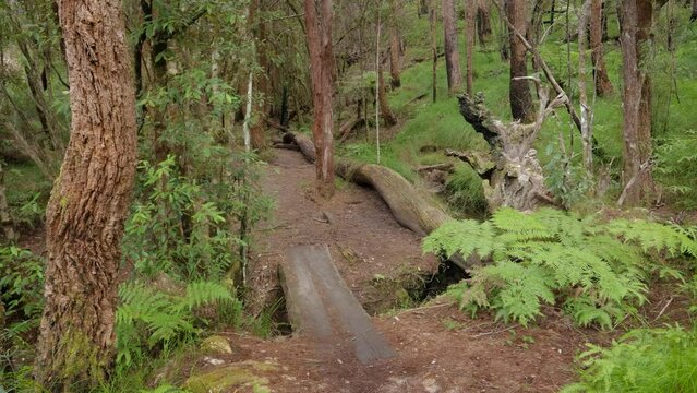 Handheld Footage of creek crossing along the Dave's Creek Circuit walk in Lamington National Park, Gold Coast Hinterland, Australia.