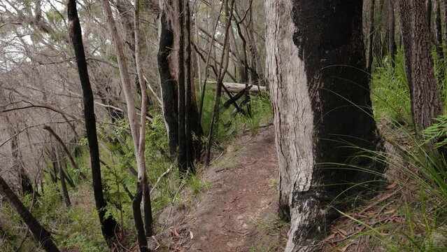 Handheld Footage of burned area recovery along the Dave's Creek Circuit walk in Lamington National Park, Gold Coast Hinterland, Australia.