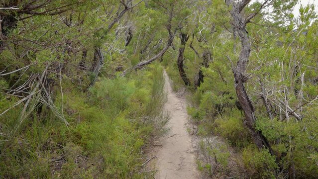 Handheld Footage along the Dave's Creek Circuit walk in Lamington National Park, Gold Coast Hinterland, Australia.