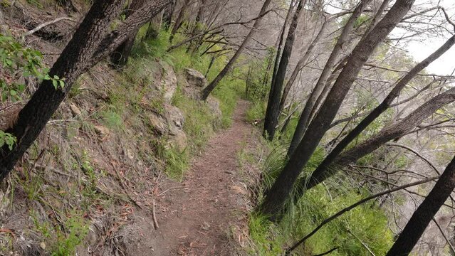 Handheld Footage of burnt leaning trees along the Dave's Creek Circuit walk in Lamington National Park, Gold Coast Hinterland, Australia.