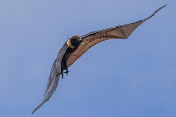 Wild Samoan Fruit Bat in the National Park of American Samoa on the island of Tutuila.