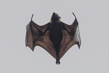 Wild Samoan Fruit Bat in the National Park of American Samoa on the island of Tutuila.
