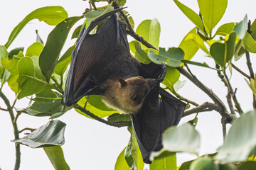 Wild Samoan Fruit Bat in the National Park of American Samoa on the island of Tutuila.