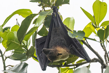 Wild Samoan Fruit Bat in the National Park of American Samoa on the island of Tutuila.