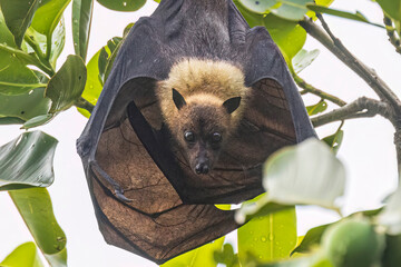 Wild Samoan Fruit Bat in the National Park of American Samoa on the island of Tutuila.