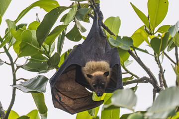 Wild Samoan Fruit Bat in the National Park of American Samoa on the island of Tutuila.