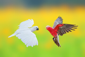 Beautiful Cockatoo parrots flying on blur flower field background.
