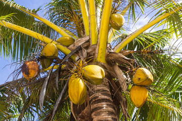 Coconuts in a tree on the island of Tutuila in the National Park of American Samoa. 