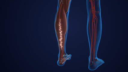  Concept of vascular disease, venous insufficiency, and varicose veins on the leg
