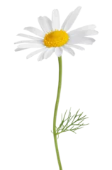 Poster Im Rahmen Chamomile flower isolated on white or transparent background. Camomile medicinal plant, herbal medicine. One single chamomile flower with green stem and leaves. © Olesia