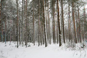 Winter snowy frosty landscape. The forest is covered with snow. Frost and fog in the park.