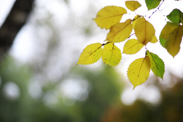 Beautiful autumn landscape with yellow trees and sun. Colorful foliage in the park. Falling leaves natural background