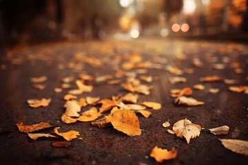 Lively closeup of falling autumn leaves with vibrant backlight from the setting sun