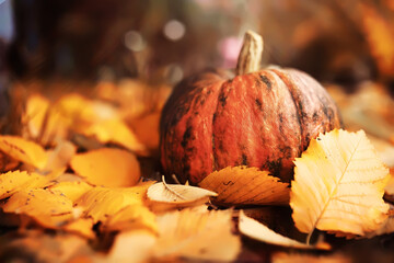 A rustic autumn still life with pumpkins and golden leaves on a wooden surface. Bright sunlight...