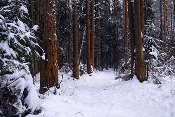 Fototapeta premium The forest is covered with snow. Frost and snowfall in the park. Winter snowy frosty landscape.