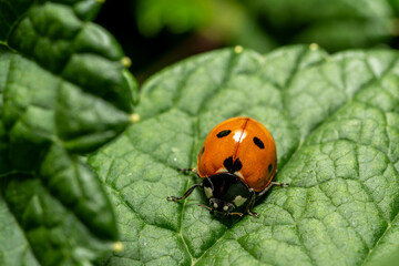 A macro of a ladybird on a leaf i