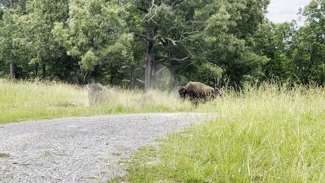 view of buffalos or bison hanging out in nature