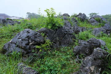 石灰石が露出した雨降る秋吉台