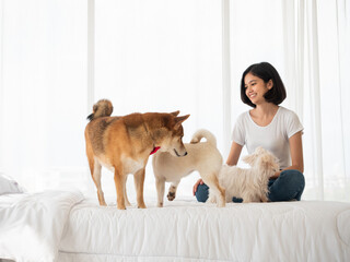 Many dog pets walking on bed included Japanese Shiba Inu and white Maltese puppy with Asian owner girl sitting and smiling about cute gesture weekend lifestyle in the bedroom condo